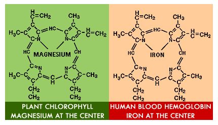 heme chlorophyll